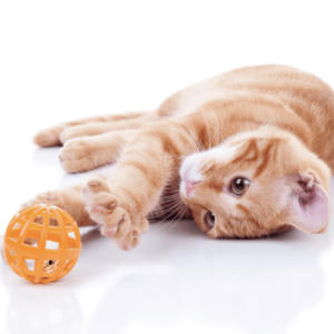 Untitled design (29)